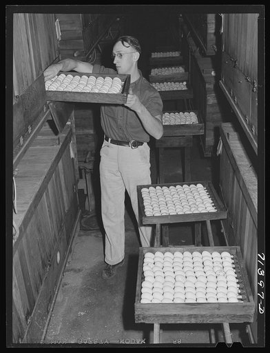 Petaluma, Sonoma County, California. Putting eggs into an incubator at a hatchery. In 1878, Lyman Ryce, a young Canadian, decided that the country around Petaluma was well adapted to poultry raising and egg production and founded the industry. He conceived the idea of artificial incubation and lived