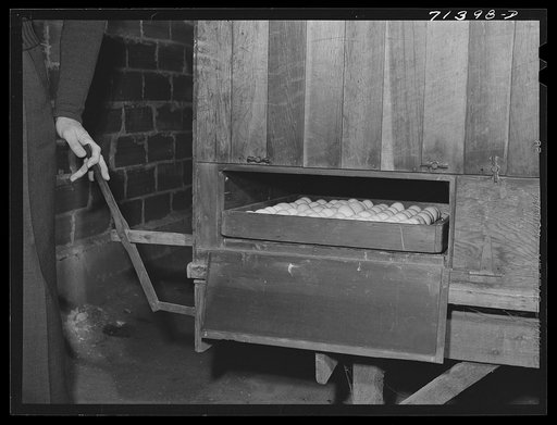 Petaluma, Sonoma County, California. Turning eggs in an incubator at a hatchery