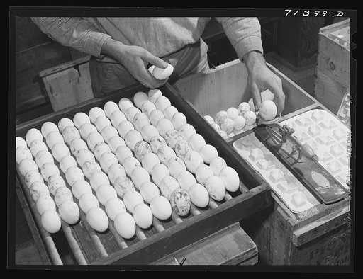 Petaluma, Sonoma County, California. Weighing eggs to determine their suitability for the hatchery