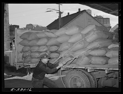 Petaluma, Sonoma County, California. Loading sacks of chicken feed onto truck at a feed mill