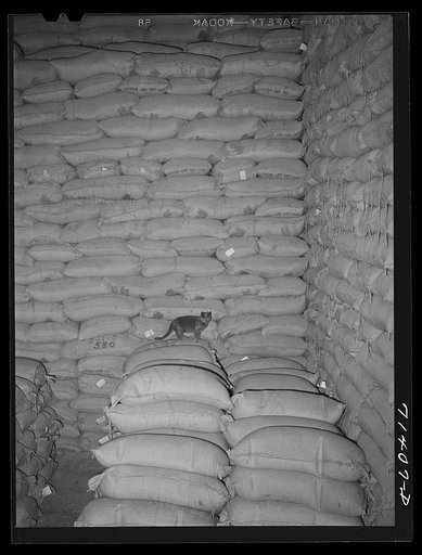 Petaluma, Sonoma County, California. A feed mill. Where there is feed, there are mice, and where there are mice, there's a cat