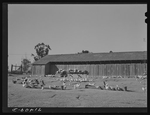 Sonoma County, California. Chickens