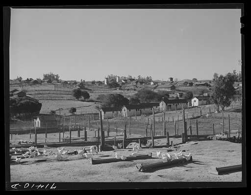 Untitled photo, possibly related to: Sonoma County, California. Chicken ranches