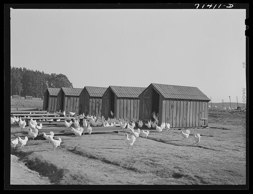 Untitled photo, possibly related to: Sonoma County, California. Chickens on a ranch