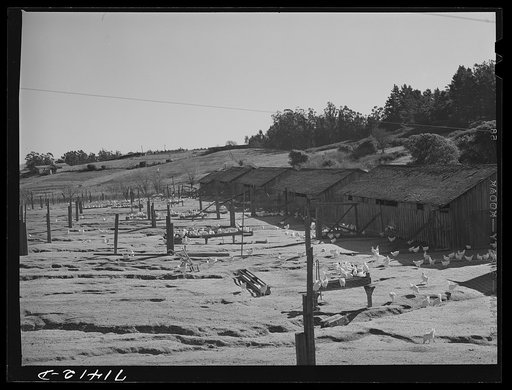 Untitled photo, possibly related to: Sonoma County, California. Chicken ranches