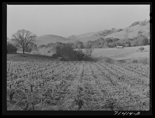 Sonoma County, California. Unpruned grape vines. Vines are pruned during January and February