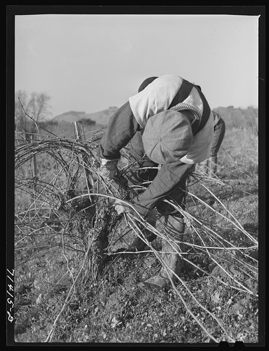 Sonoma County, California. Pruning grape vines in wine vineyards