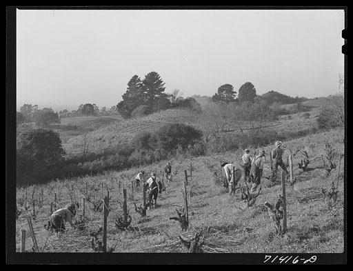 Sonoma County, California. Pruning grape vines in wine vineyard
