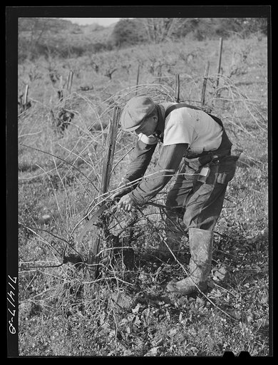 Untitled photo, possibly related to: Sonoma County, California. Pruning grape vines in wine vineyards