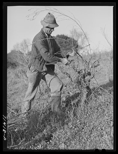 Sonoma County, California. Pruning grape vines in wine vineyard
