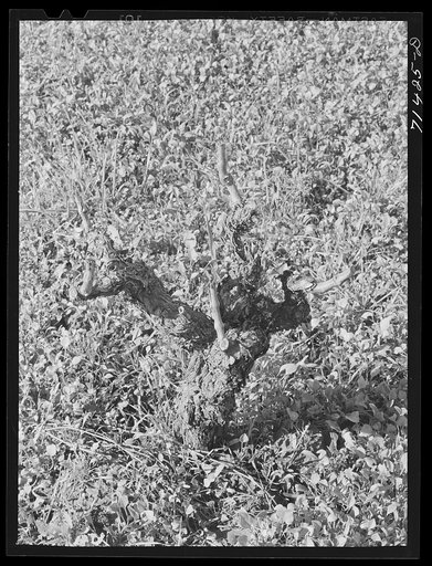 Sonoma County, California. Grape vine