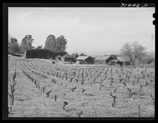 Sonoma County, California. Vineyard with winery in the background