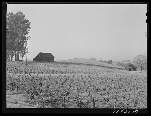 Sonoma County, California. Vineyard
