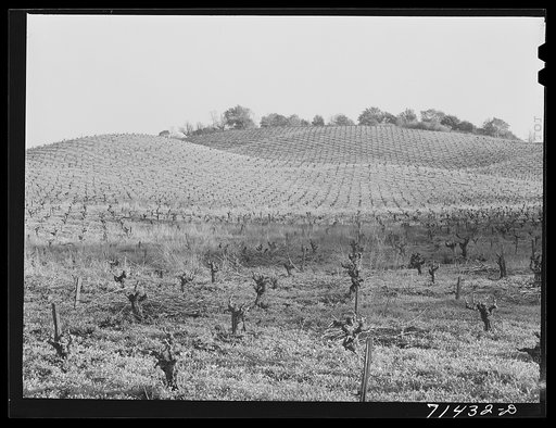 Sonoma County, California. Vineyard