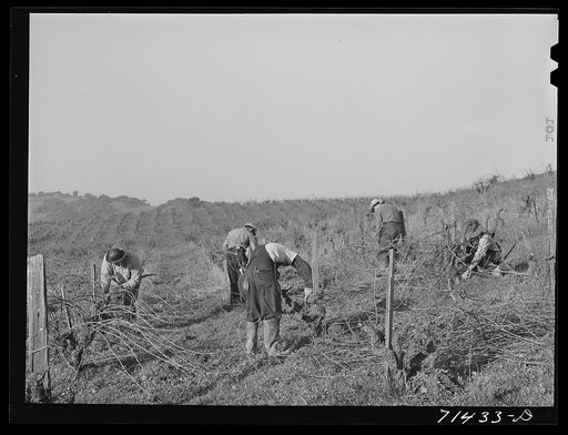 Sonoma County, California. Pruning grape vines at wine vineyard