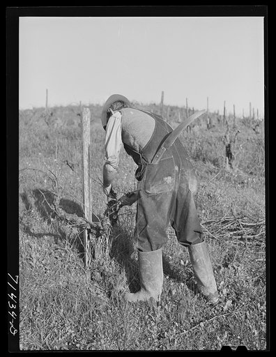 Sonoma County, California. Pruning grape vines at wine vineyard