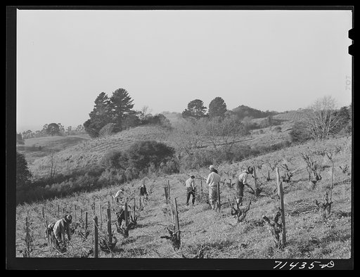 Untitled photo, possibly related to: Sonoma County, California. Pruning grape vines in wine vineyard