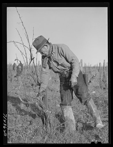 Sonoma County, California. Pruning grape vines at wine vineyard