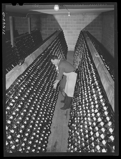 Sonoma County, California. Champagne fermenting in the bottles are shaken daily at the winery
