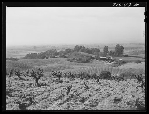 Untitled photo, possibly related to: Sonoma County, California. Vineyards. California produces fifty-eight percent of wine consumed in this country