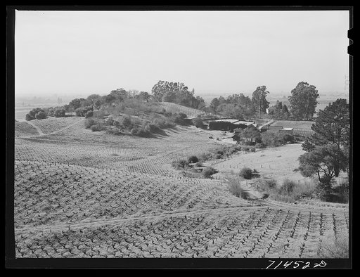 Untitled photo, possibly related to: Sonoma County, California. Vineyards and winery. The wine industry has an estimated 420 million dollar investment in California