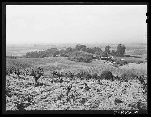Sonoma County, California. Vineyards. California produces fifty-eight percent of wine consumed in this country