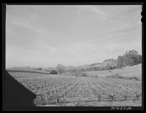 Untitled photo, possibly related to: Sonoma County, California. Vineyard