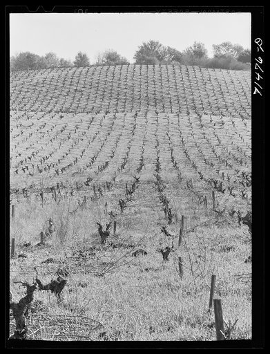 Sonoma County, California. Sonoma County vineyards produce some of the finest dry wines in America partly because of comparatively cool summers and because irrigation is not necessary