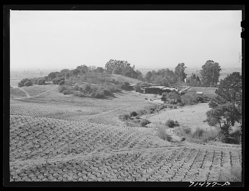 Sonoma County, California. Vineyards and winery. The wine industry has an estimated 420 million dollar investment in California