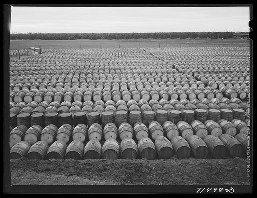 Barrels of pickled olives, Strathmore, California