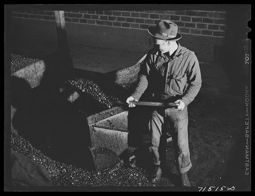 Untitled photo, possibly related to: Shoveling olives into hand truck at olive oil plant. Lindsay, California