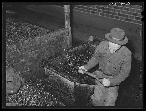 Shoveling olives into hand truck at olive oil plant. Lindsay, California