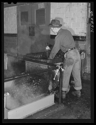 Olives are washed and warmed before they are crushed and pressed for their oil. Lindsay, California. Half of California's annual crop of 44,000 tons of olives is used in the production of oil