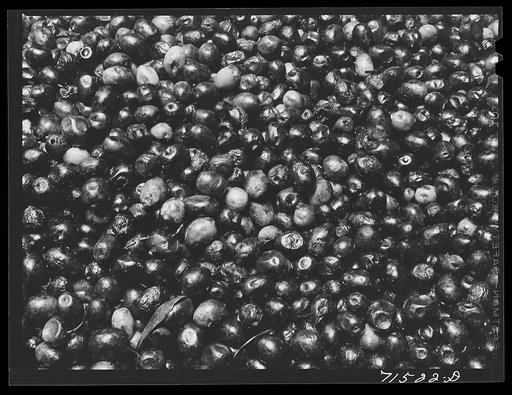Olives. Lindsay, California