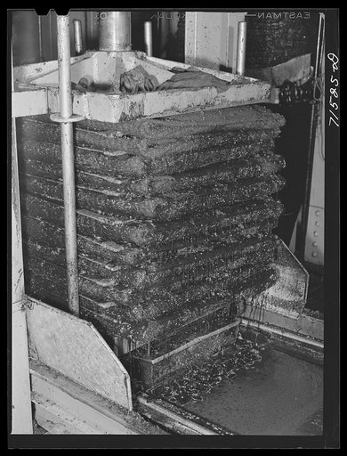 Oil dripping from olive pulp under hydraulic pressure. Lindsay, California