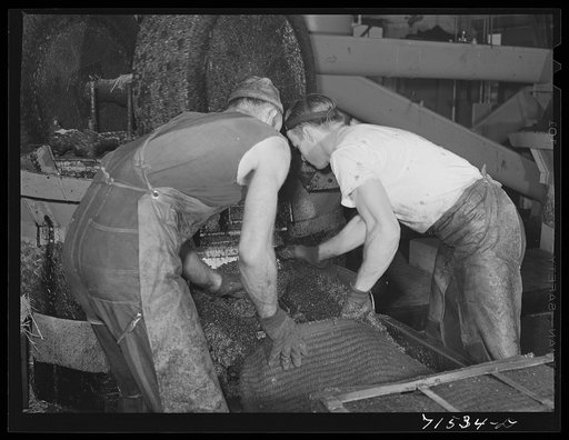Workmen put crushed olives into heavy bags which will be put under hydraulic pressure to extract the oil. It takes an average of fifty-six pounds of olives to make a gallon of oil. Lindsay, California