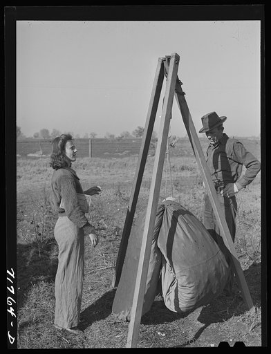Tulare County, California. Weighing in cotton in the field