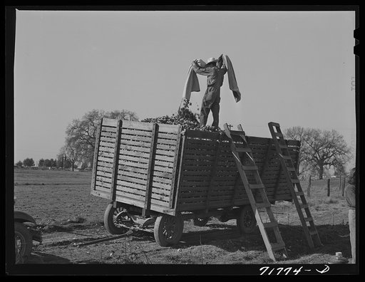 Untitled photo, possibly related to: Weighing in cotton, Tulare County, California