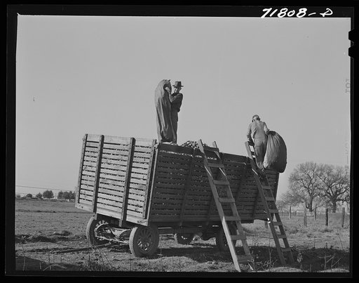 Untitled photo, possibly related to: Weighing in cotton, Tulare County, California