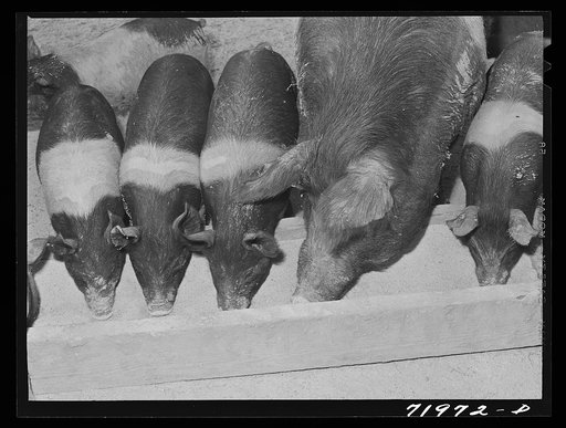 Coolidge, Pinal County, Arizona. Casa Grande Farms, FSA (Farm Security Administration) project. Sow with pigs