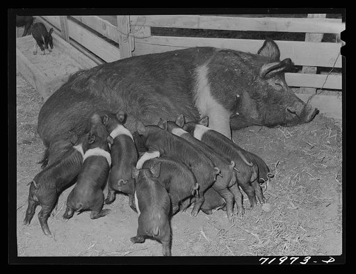 "Come and get it." Casa Grande Farms, a FSA (Farm Security Administration) project. Coolidge, Arizona