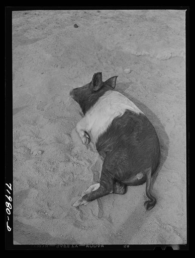 Coolidge, Pinal County, Arizona. Casa Grande Farms, FSA (Farm Security Administration) project. Pig