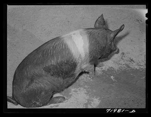Coolidge, Pinal County, Arizona. Casa Grande Farms, FSA (Farm Security Administration) project. Pig