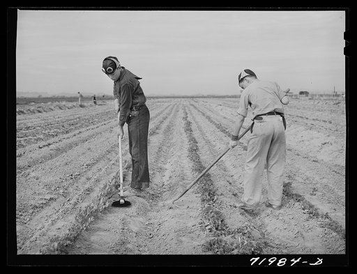 Eleven Mile Corner, Arizona. FSA (Farm Security Administration) farm workers' community. Boys learning to garden in the vocational training class. This is vocational training as provided for in the Smith-Hughes bill