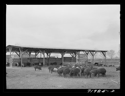 Coolidge, Pinal County, Arizona. Casa Grande Farms, FSA (Farm Security Administration) project. Hogs