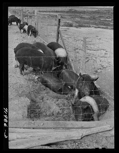 Coolidge, Pinal County, Arizona. Casa Grande Farms, FSA (Farm Security Administration) project. Hogs