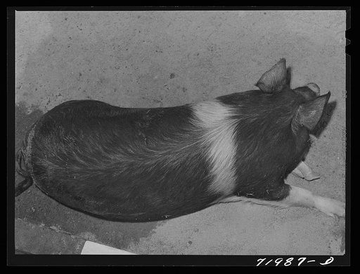 Coolidge, Pinal County, Arizona. Casa Grande Farms, FSA (Farm Security Administration) project. Hogs