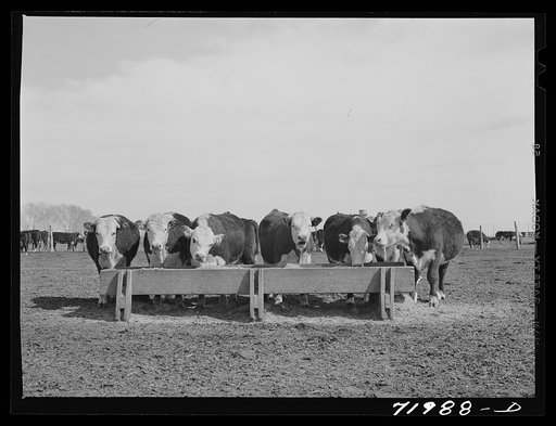 Coolidge, Pinal County, Arizona. Casa Grande Farms, FSA (Farm Security Administration) project. Beef cattle