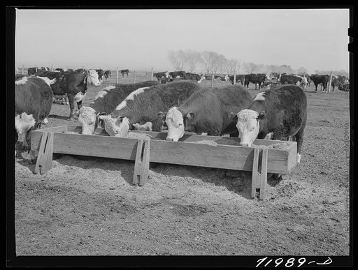 Coolidge, Pinal County, Arizona. Casa Grande Farms, FSA (Farm Security Administration) project. Beef cattle in the feeding lot