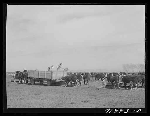 Coolidge, Pinal County, Arizona. Casa Grande Farms, FSA (Farm Security Administration) project. Feeding beef cattle